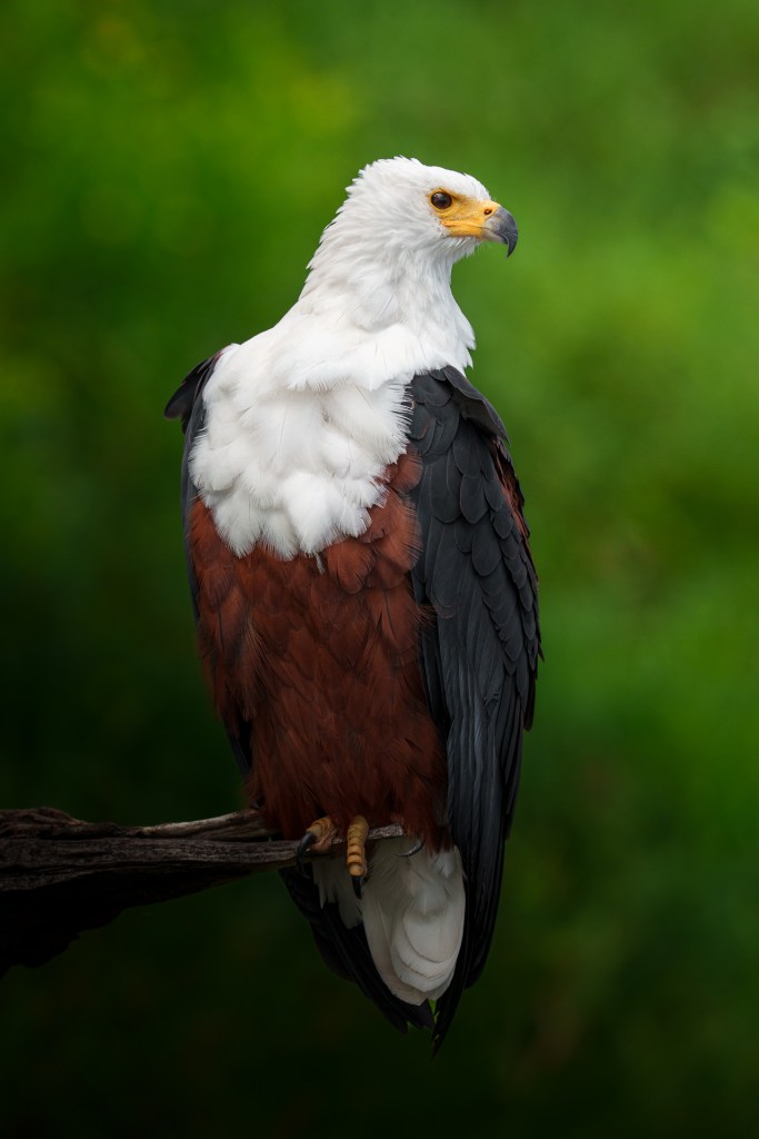 An African fish eagle perched, in close-up