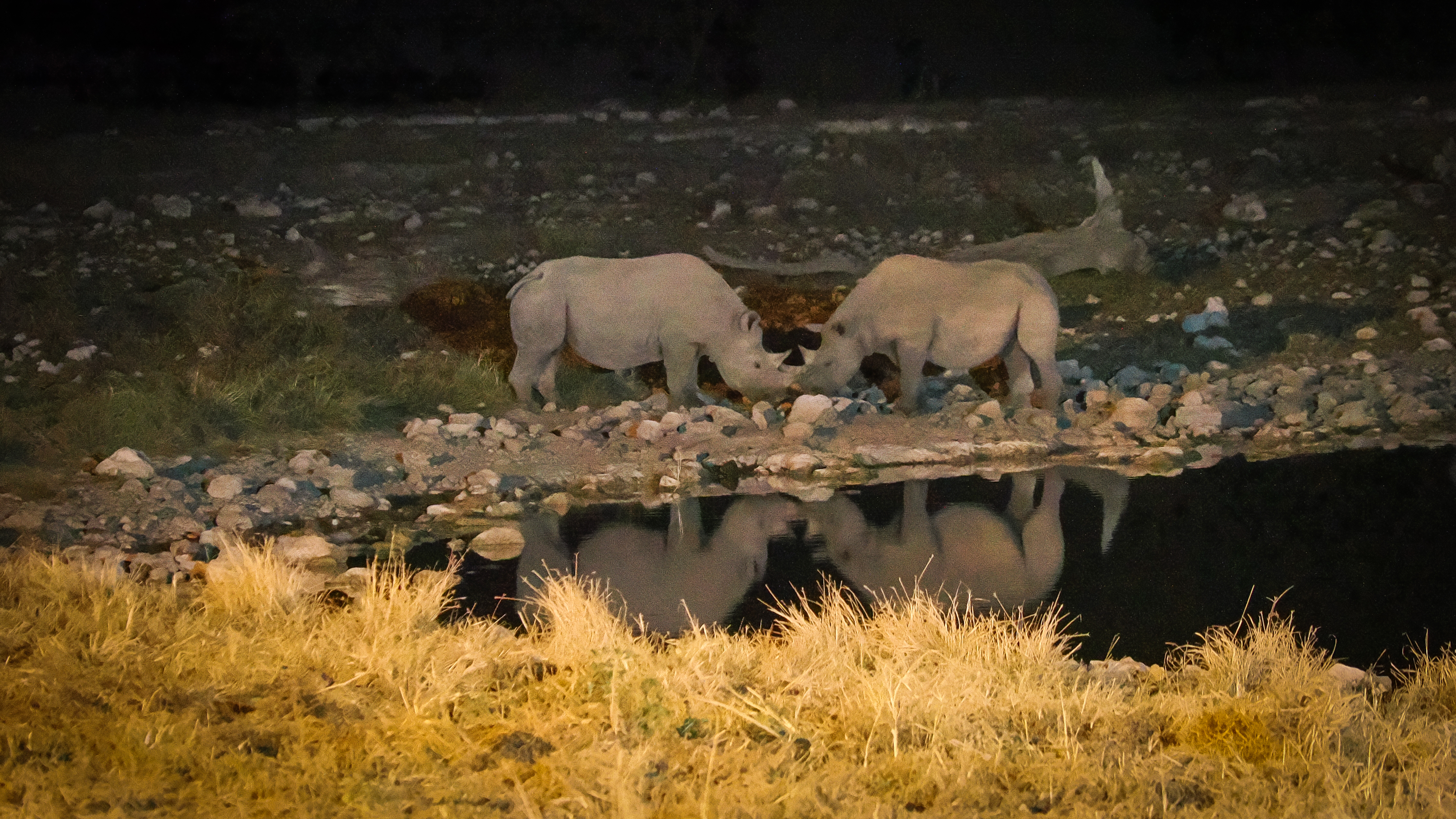 Two black rhino at a floodlit waterhole after dark