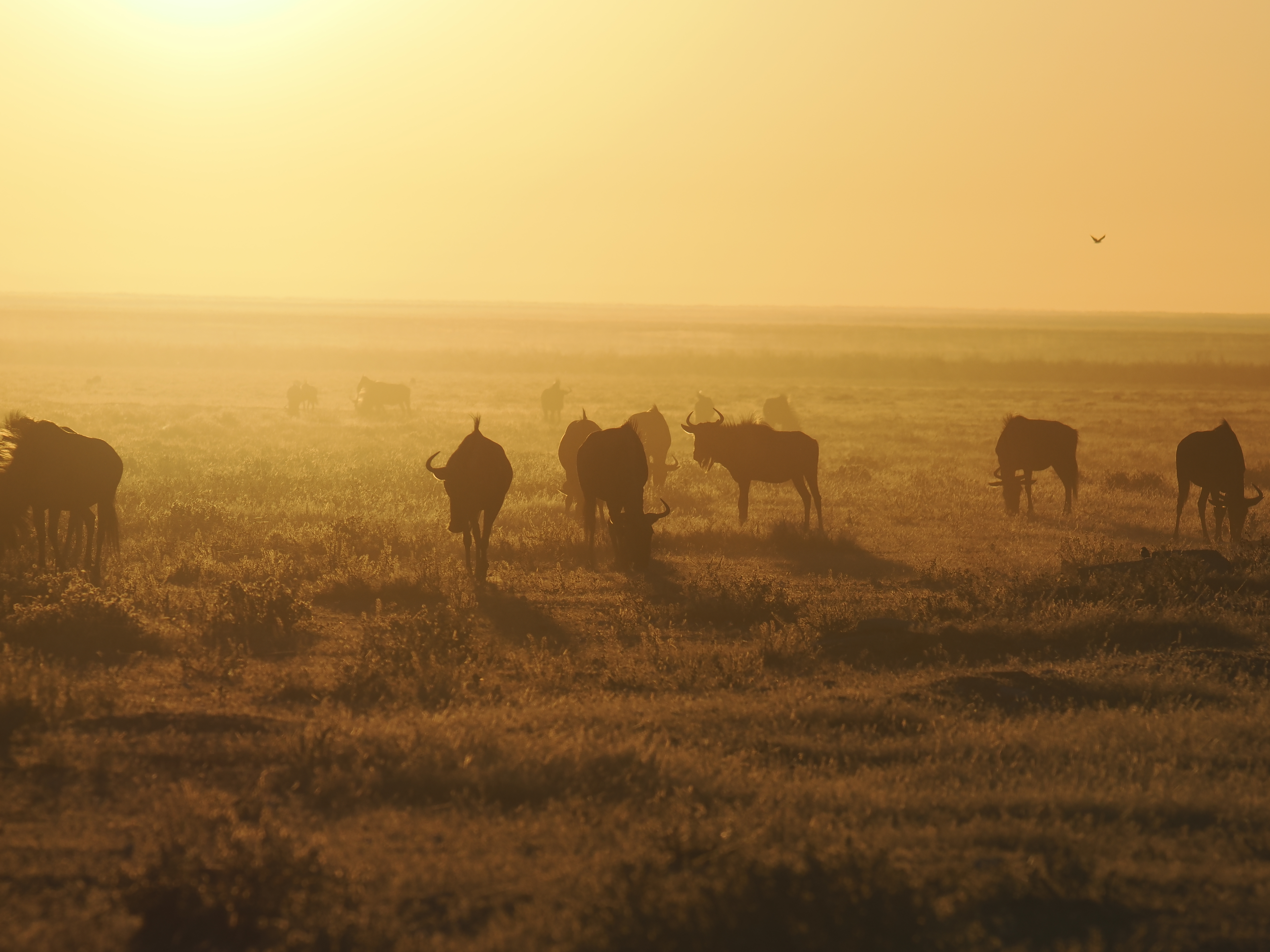 Blue wildebeest herd at golden dawn