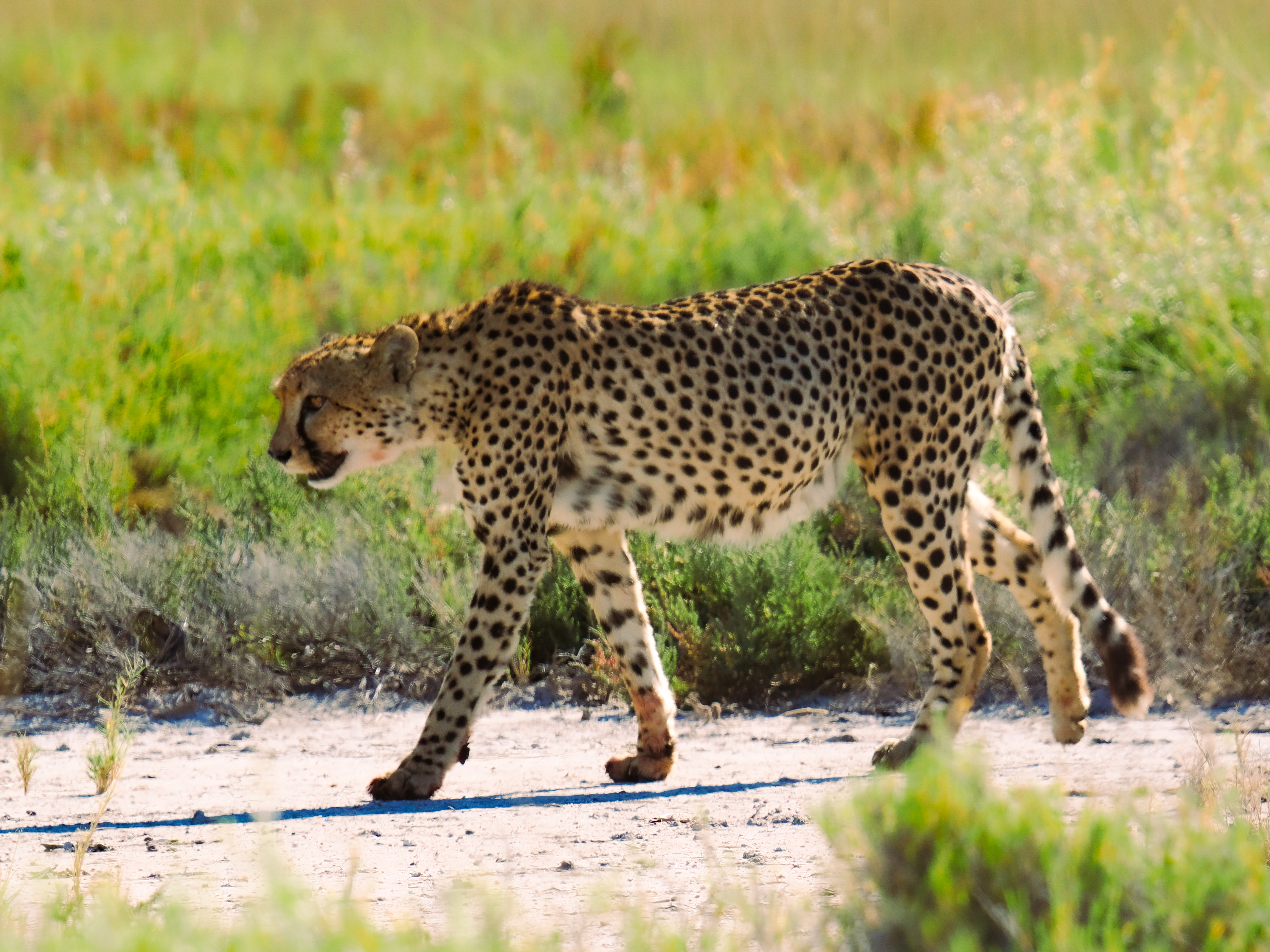 Cheetah on the move, Etosha