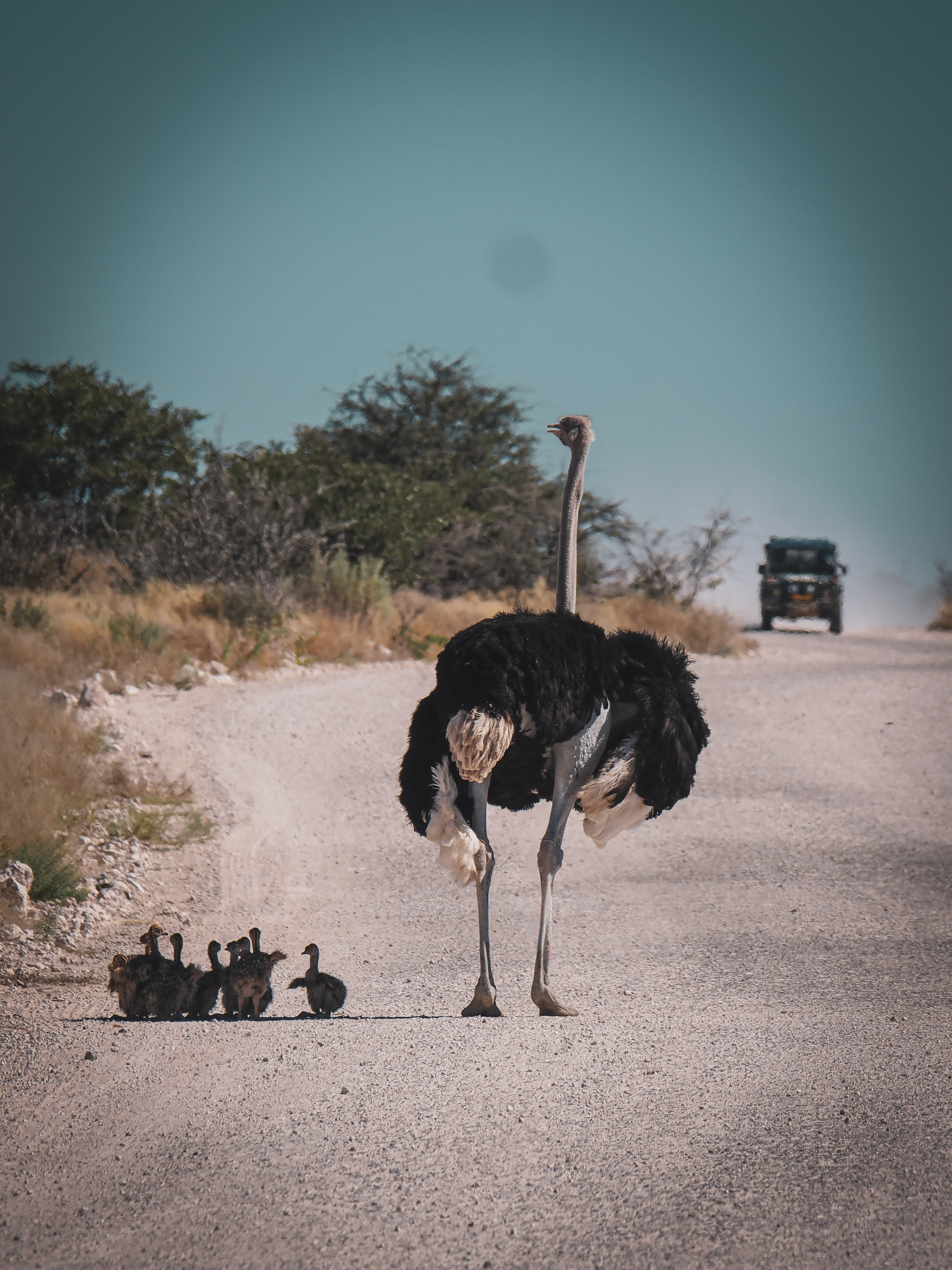 Ostrich and chicks crossing the gravel road