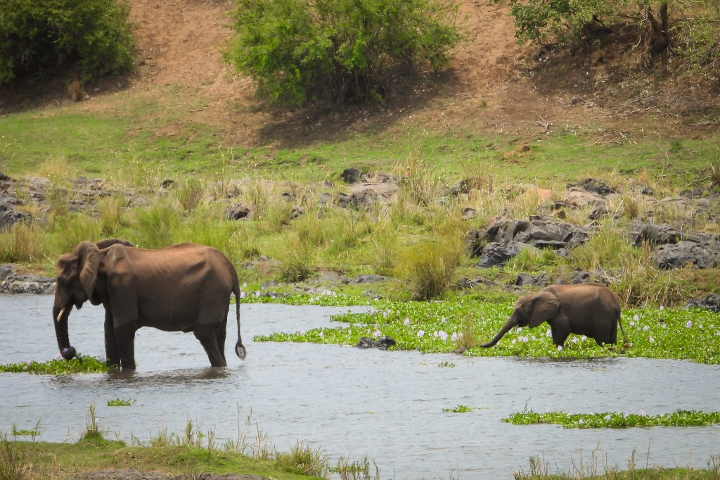 Kruger National Park: A First-Timer’s Safari&nbsp;Guide