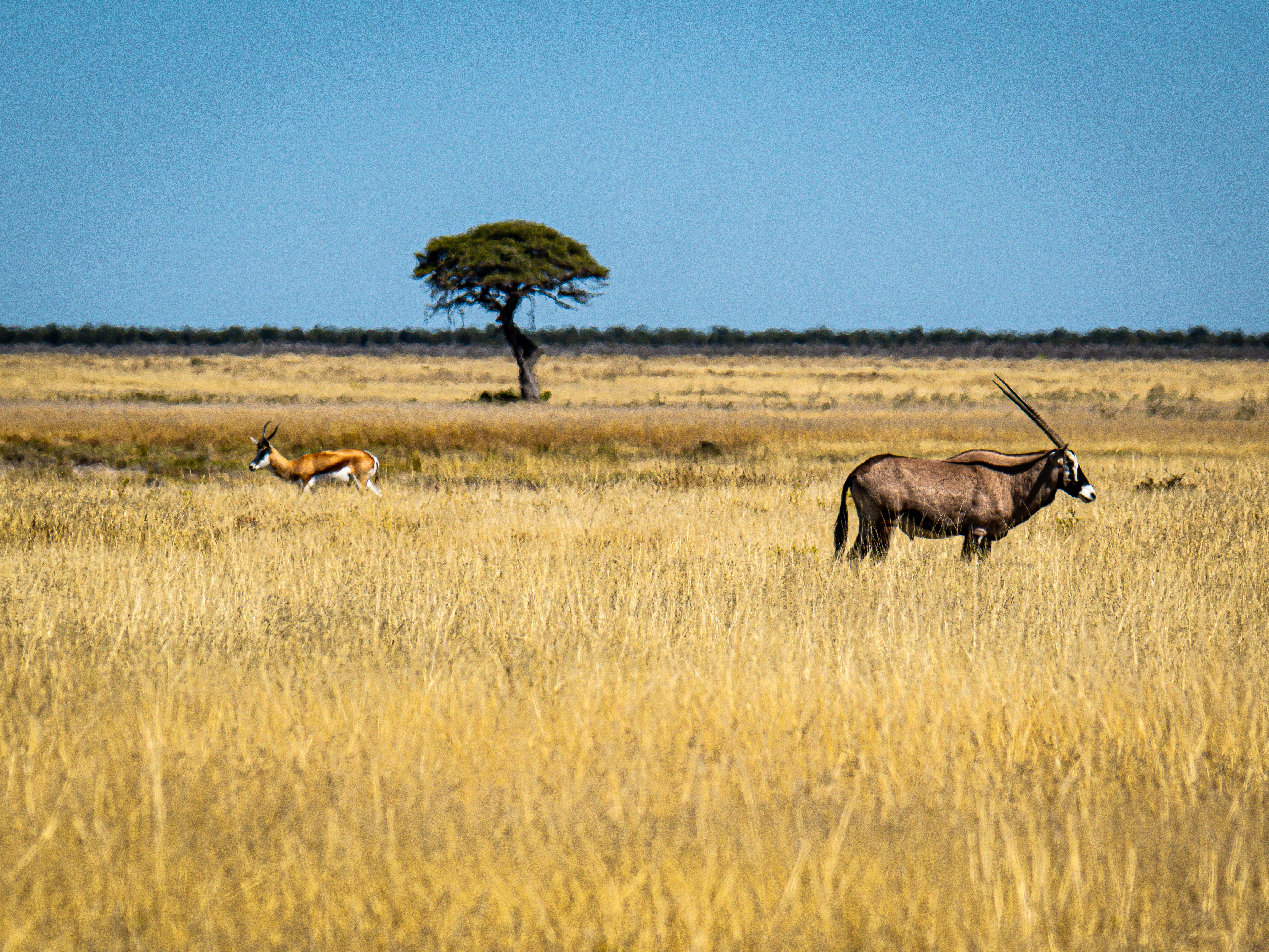 Gemsbok and springbok on golden grass, Etosha