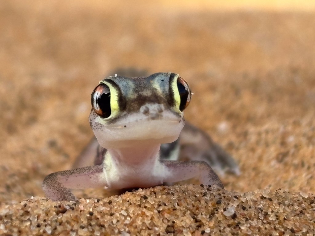 Namib web-footed gecko on the sand