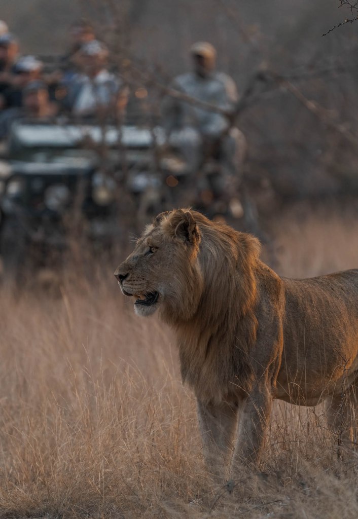 Safari guests in a vehicle watching a lion in tall grass
