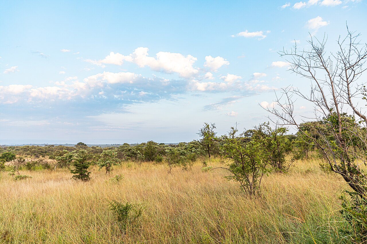 Kruger National Park savanna landscape