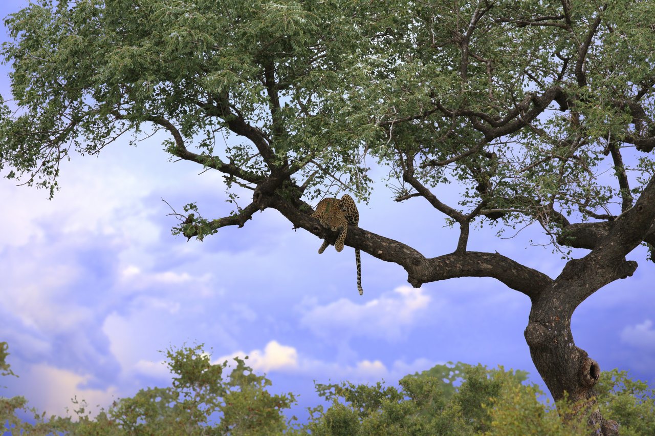 Leopard resting in a tree, Kruger National Park