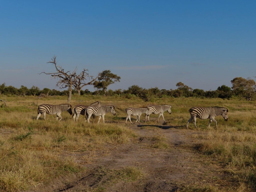 A herd of plains zebra crossing the bush near Mababe River Lodge