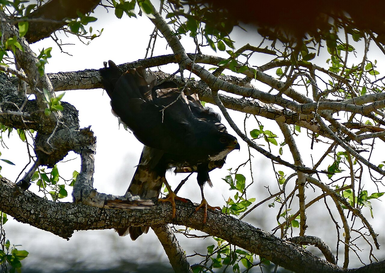 A melanistic black sparrowhawk