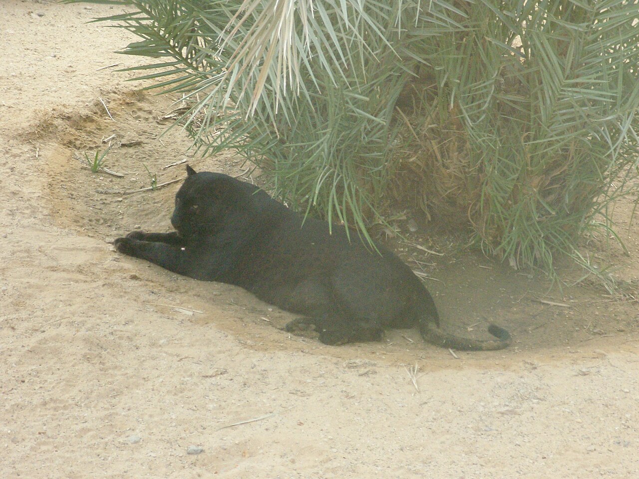 A black leopard moving through the bush