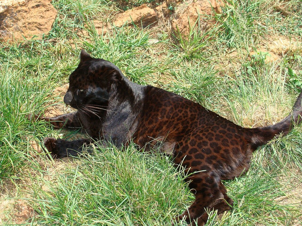 A melanistic (black) leopard