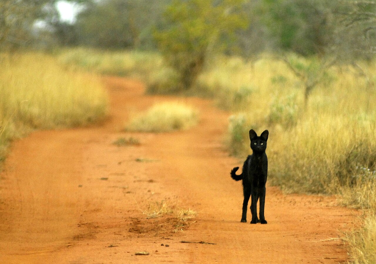 A melanistic (black) serval