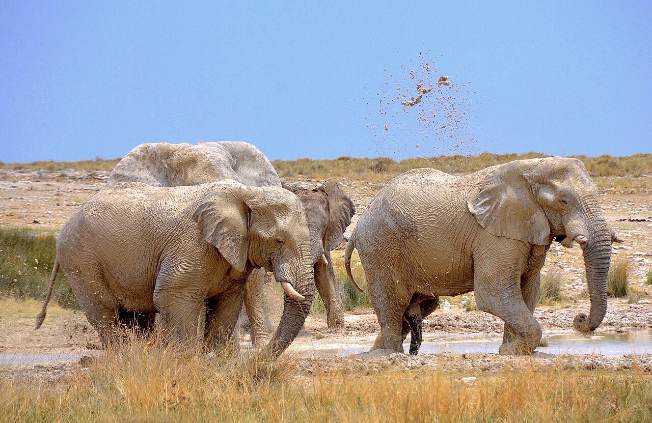 Elephants at an Etosha waterhole