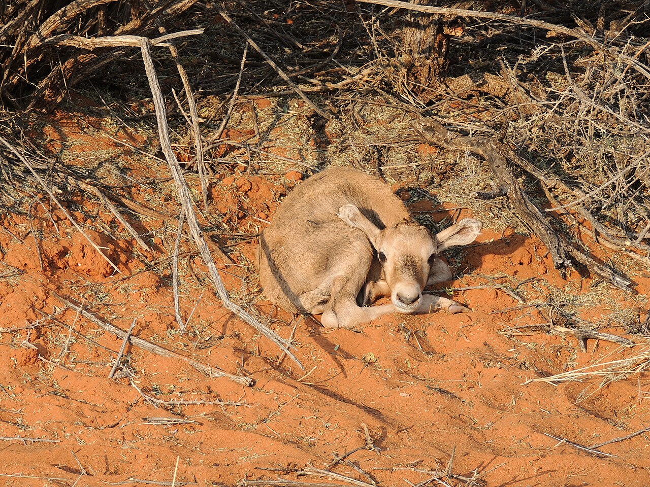 An oryx (gemsbok), a common roadside sight