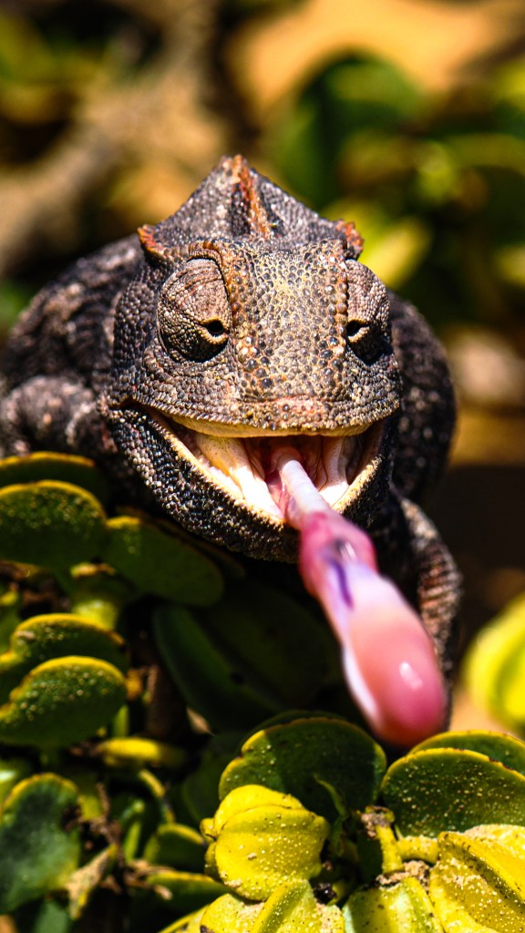 Namaqua chameleon catching an insect with its tongue