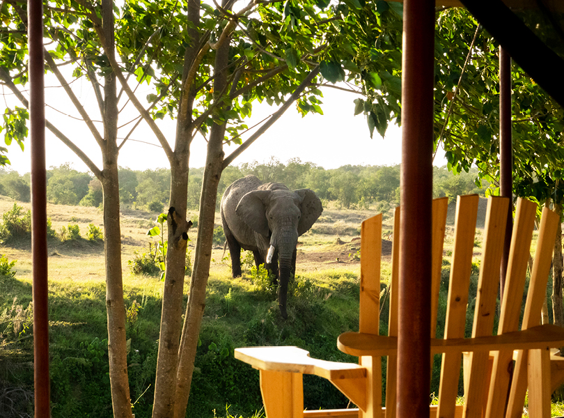 Elephant viewed from a family tent at Ol Pejeta Bush Camp