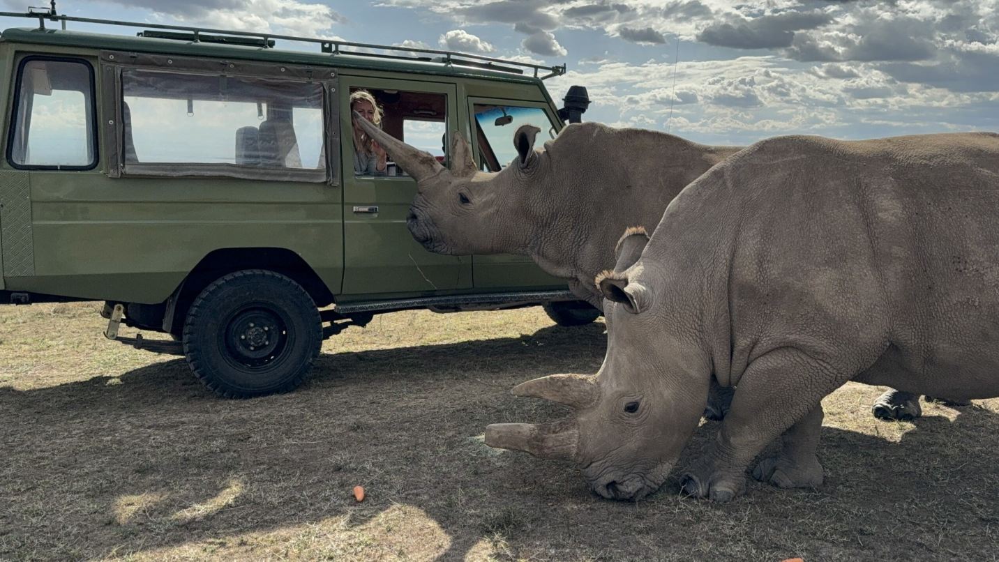 Up close with a rhino at Ol Pejeta Bush Camp