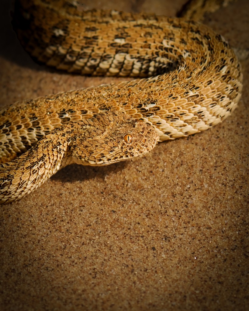 Péringuey's adder buried in the sand