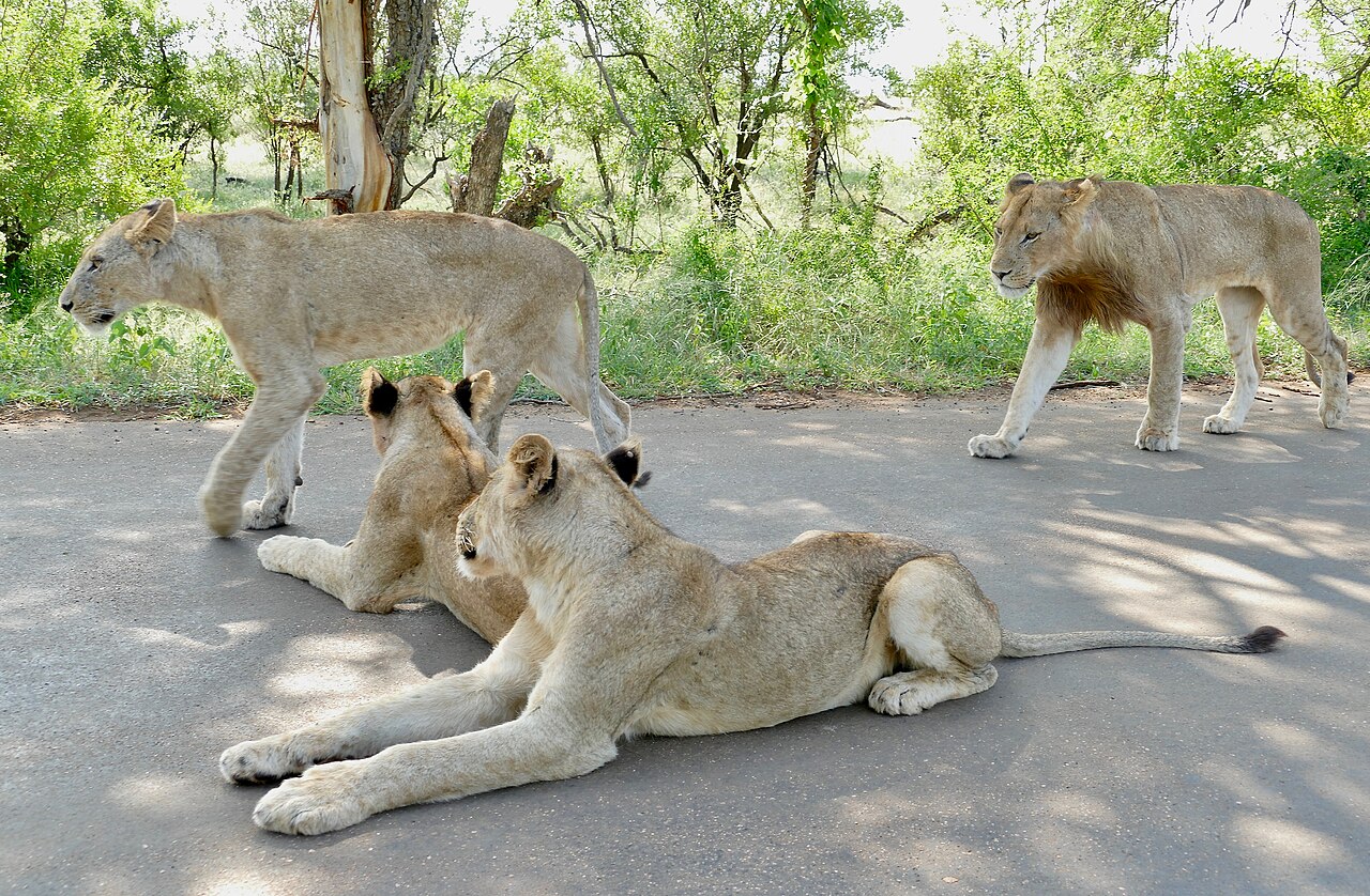 Lions resting on a road in Kruger, vehicles waiting