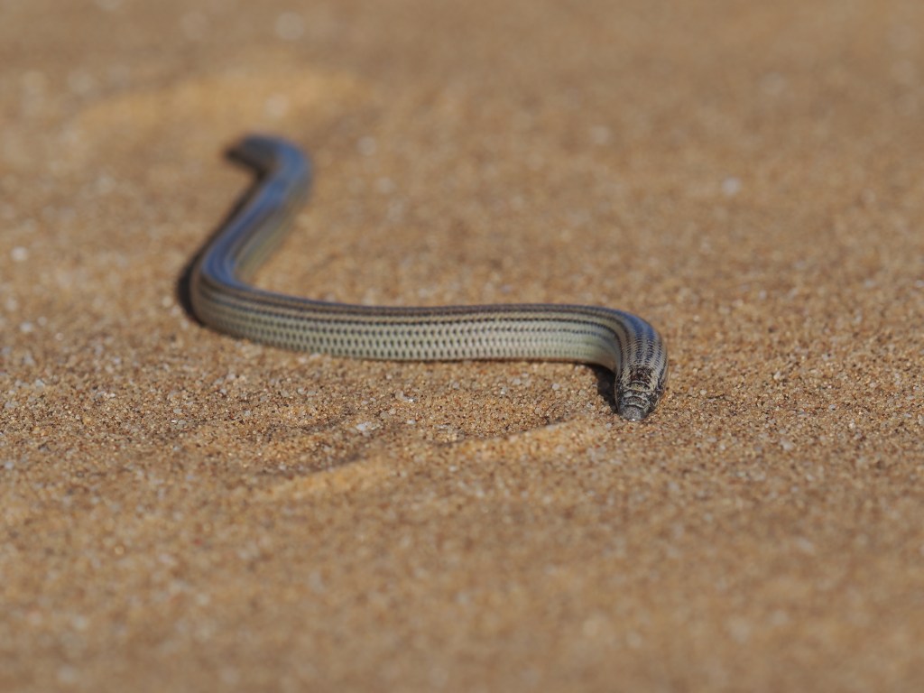 Short blind dart skink, a sand-diving skink