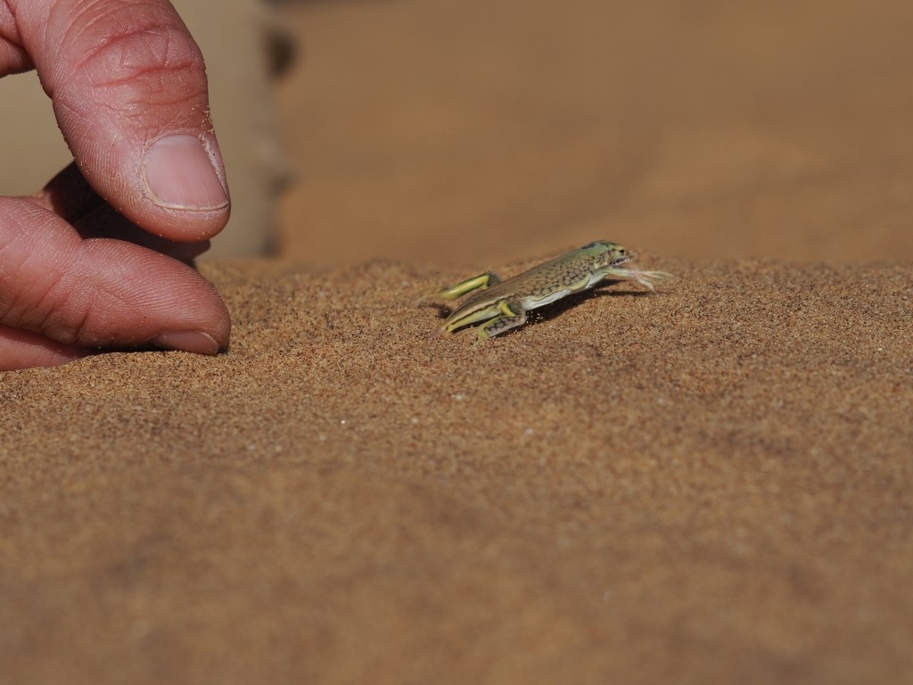 Shovel-snouted lizard on Namib sand