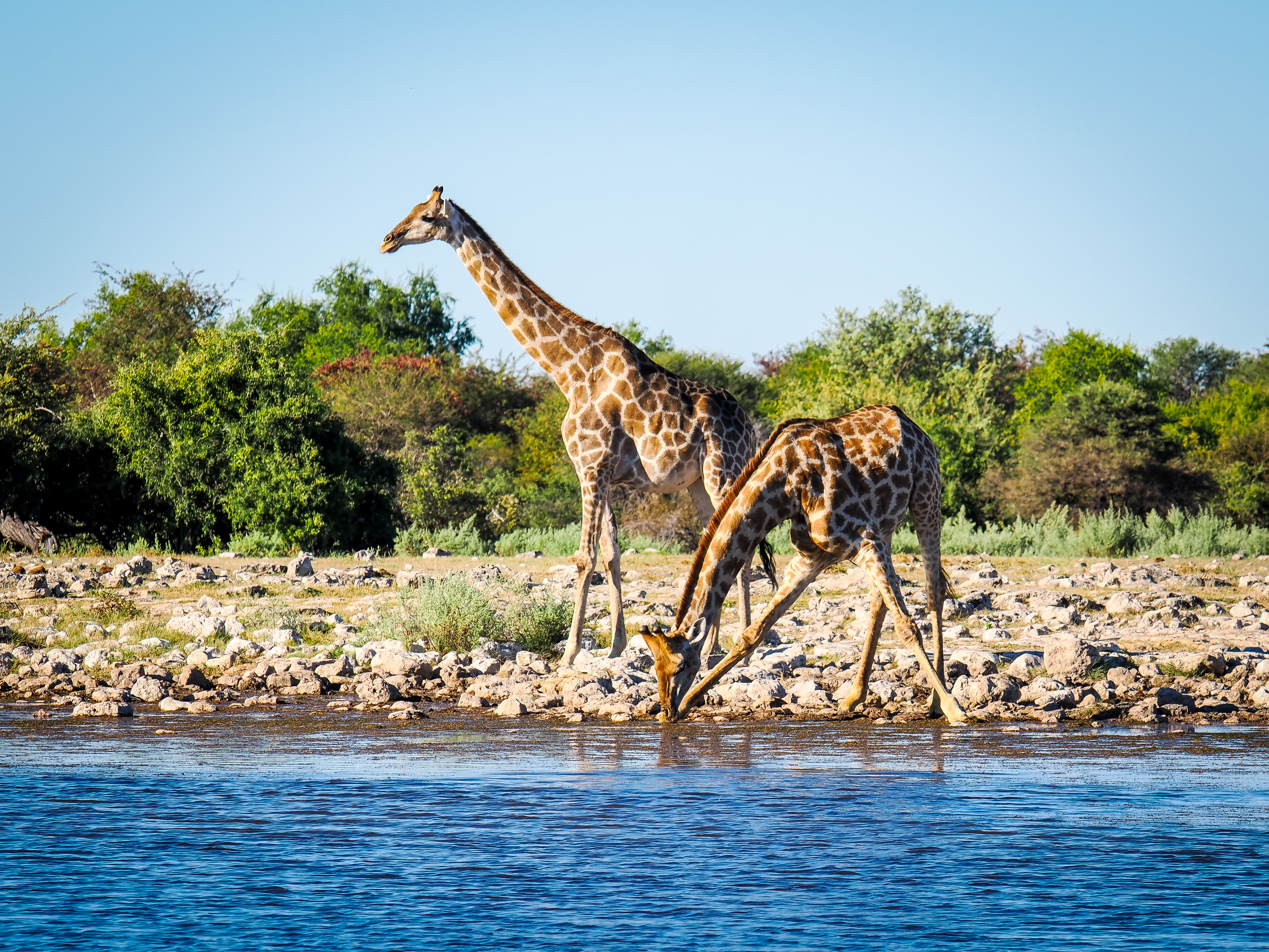 Giraffe drinking at a waterhole, Etosha