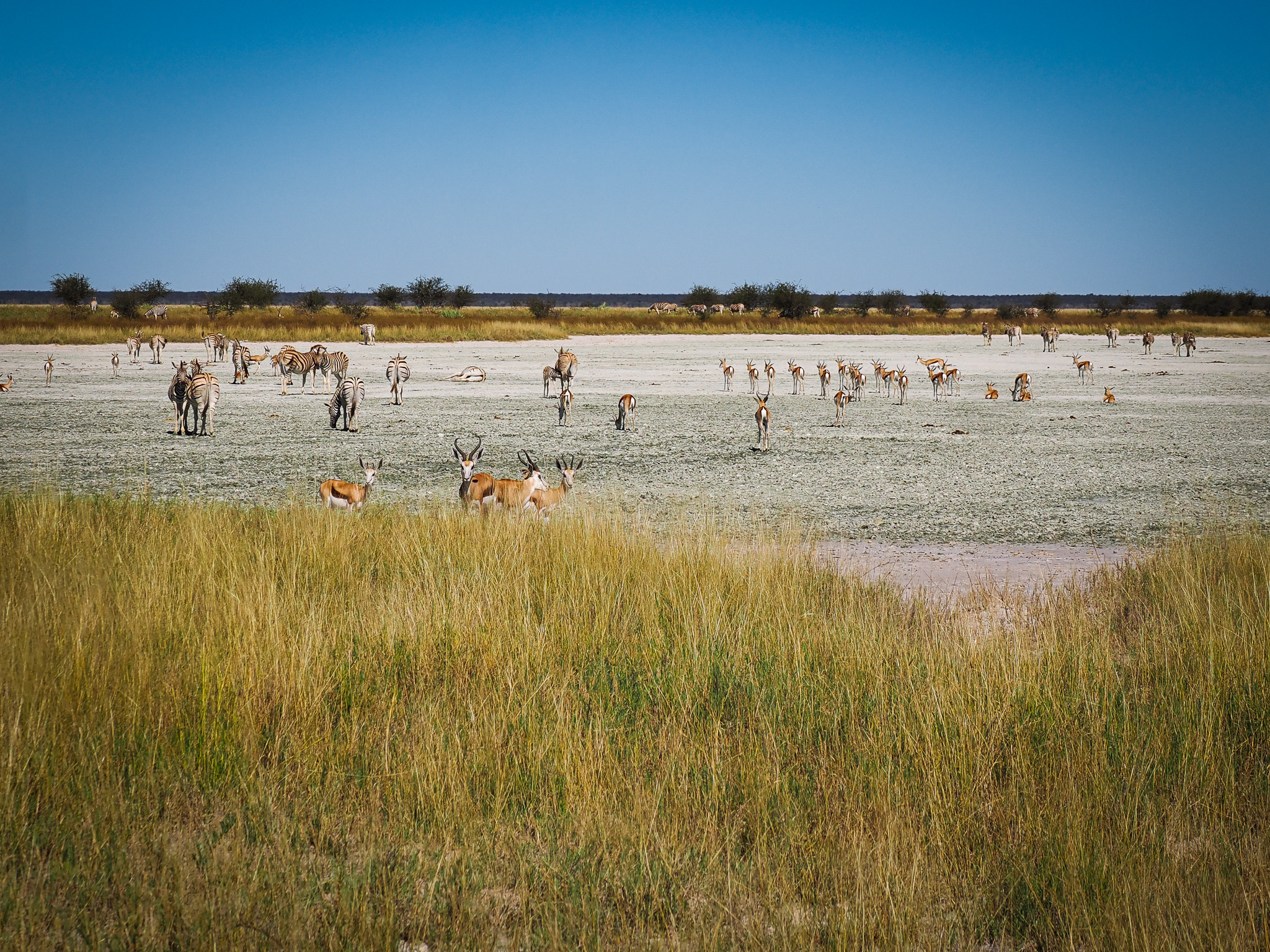 Springbok and zebra on the flats, Etosha