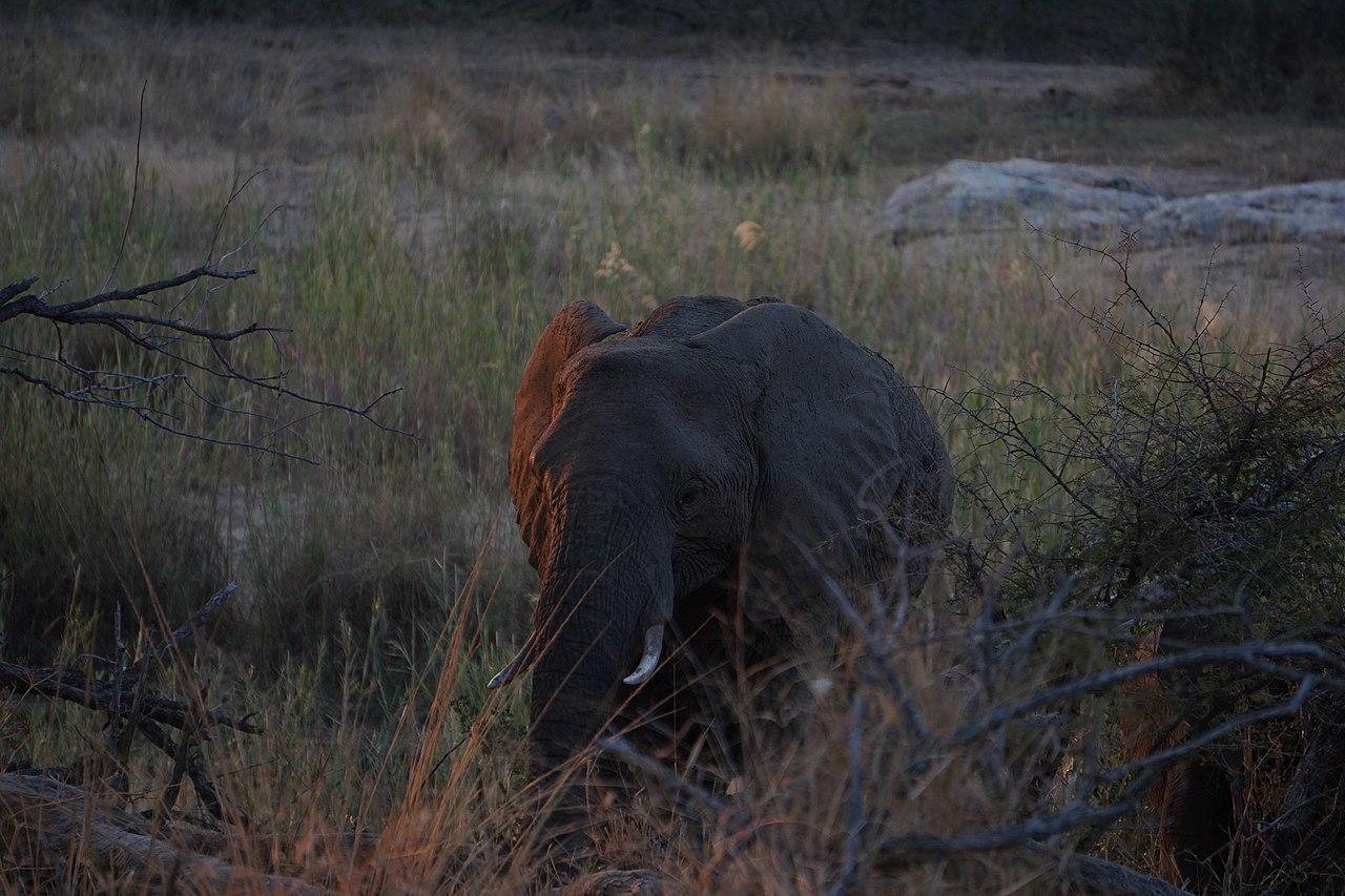 African elephant in Kruger National Park