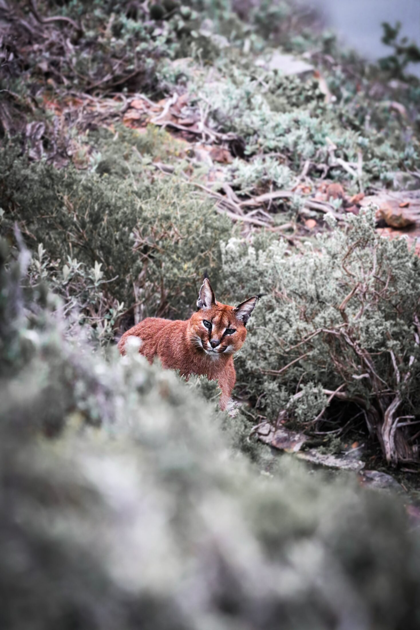 Caracal standing alert in dry bushland