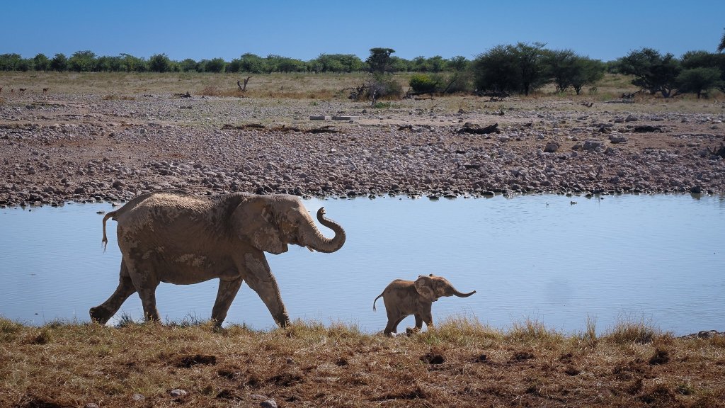 Etosha National Park: The Complete Self-Drive Safari&nbsp;Guide
