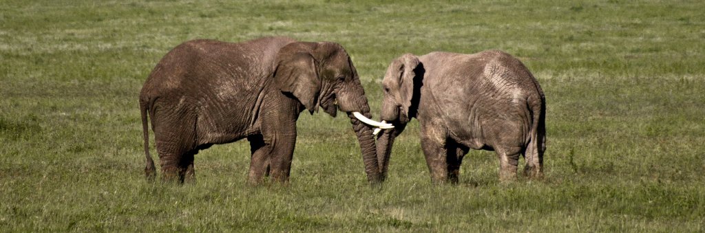 Speak Bush: How Wildlife Really Talks to Each&nbsp;Other