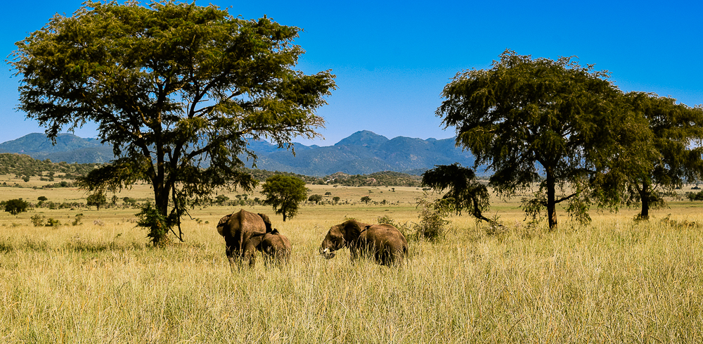 Kidepo Valley National Park: Uganda’s Wildest Corner