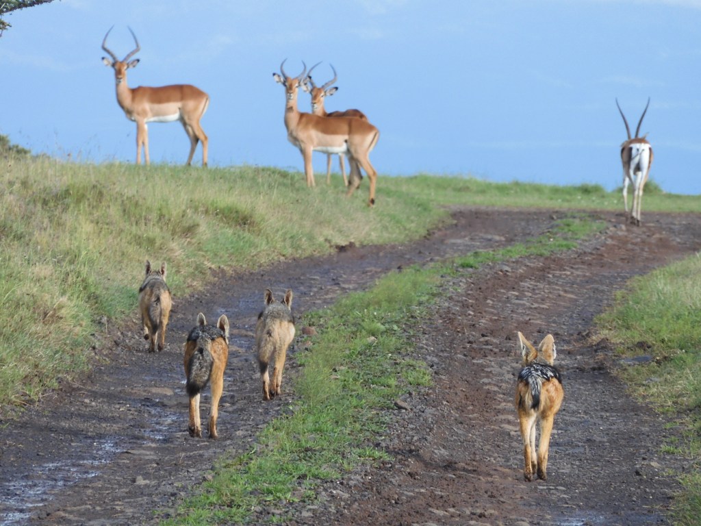 Black-backed jackals, impala and Grant's gazelle at Ol Pejeta