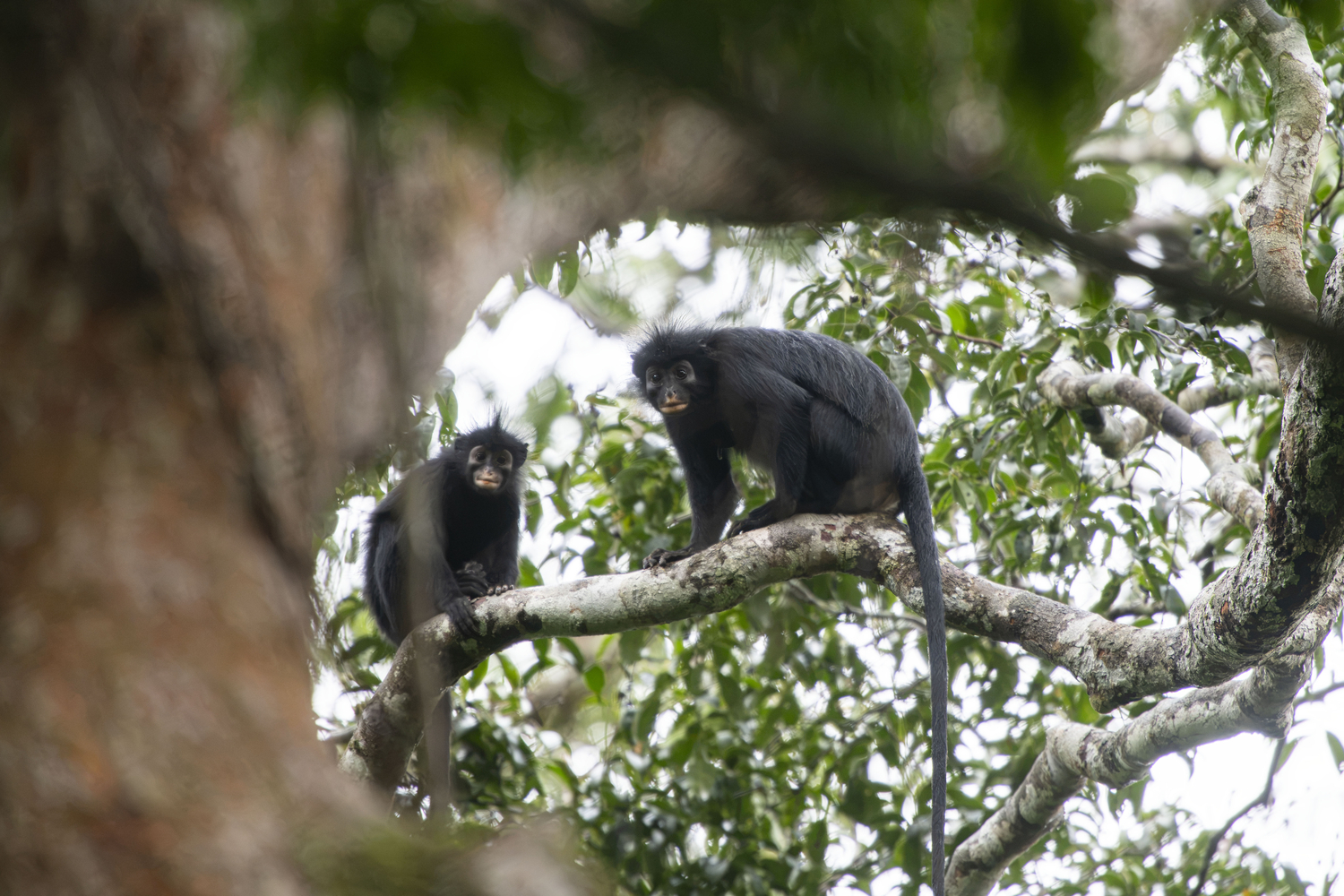 A newly described colobus monkey species in Lomami National Park, DRC