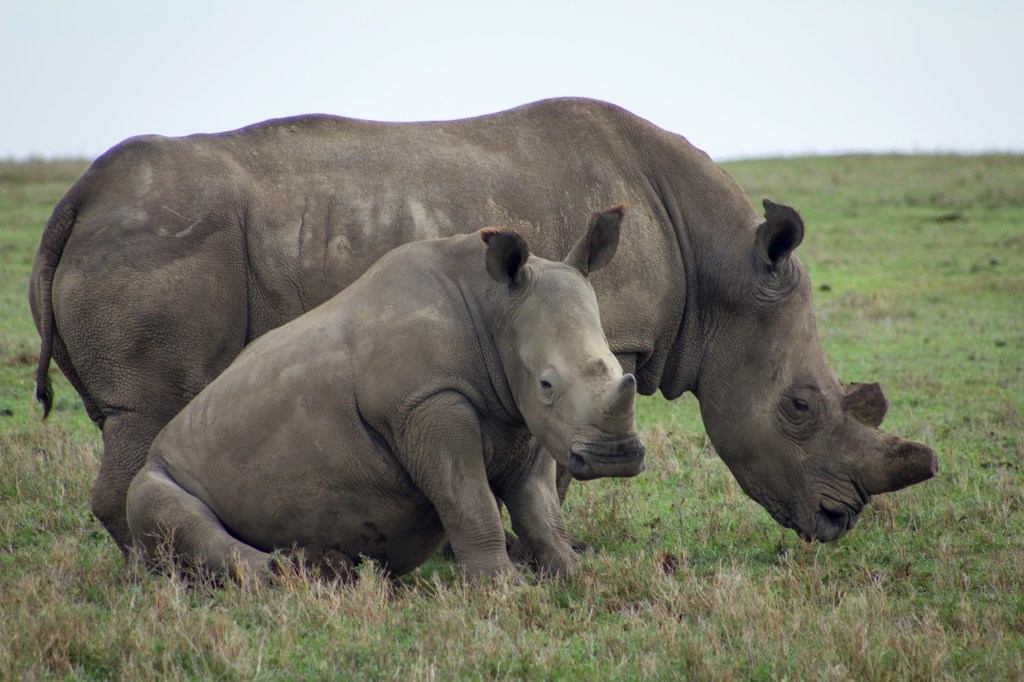 Southern white rhinos at Ol Pejeta Conservancy