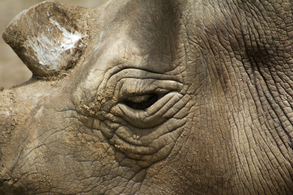 A rhino at Ol Pejeta Conservancy