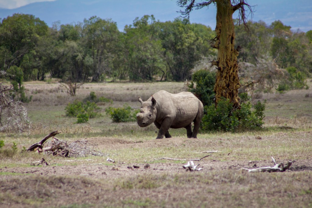 Black rhino at Ol Pejeta Conservancy