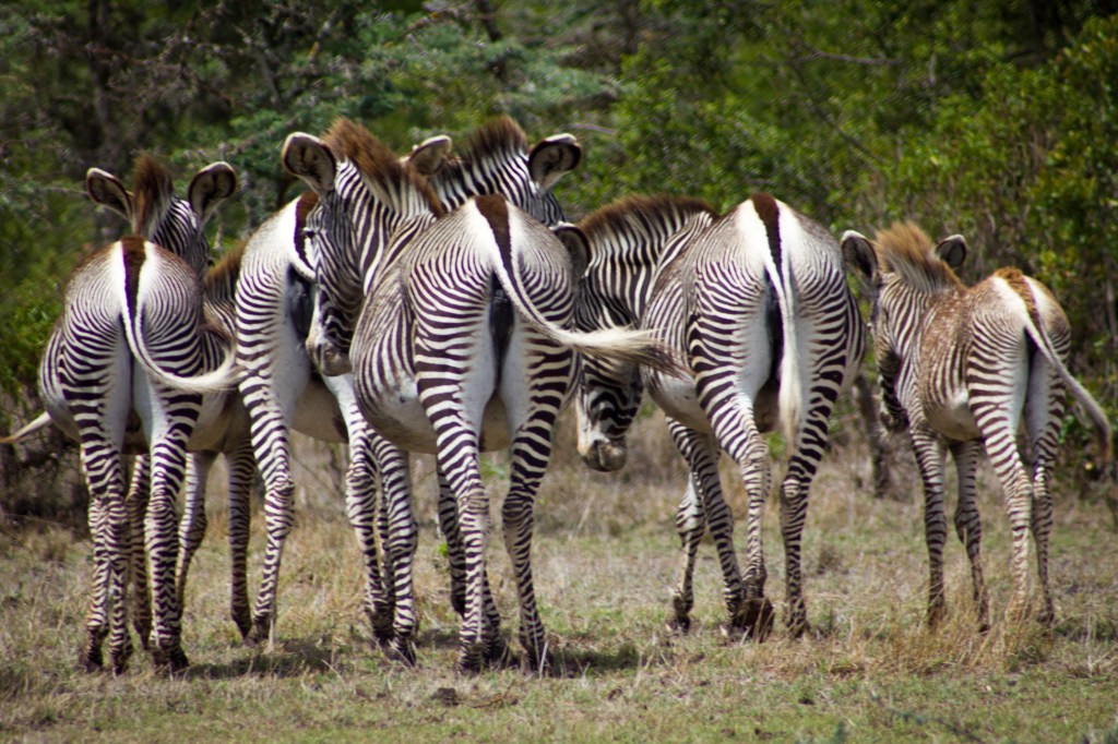 Grevy's zebra at Ol Pejeta Conservancy