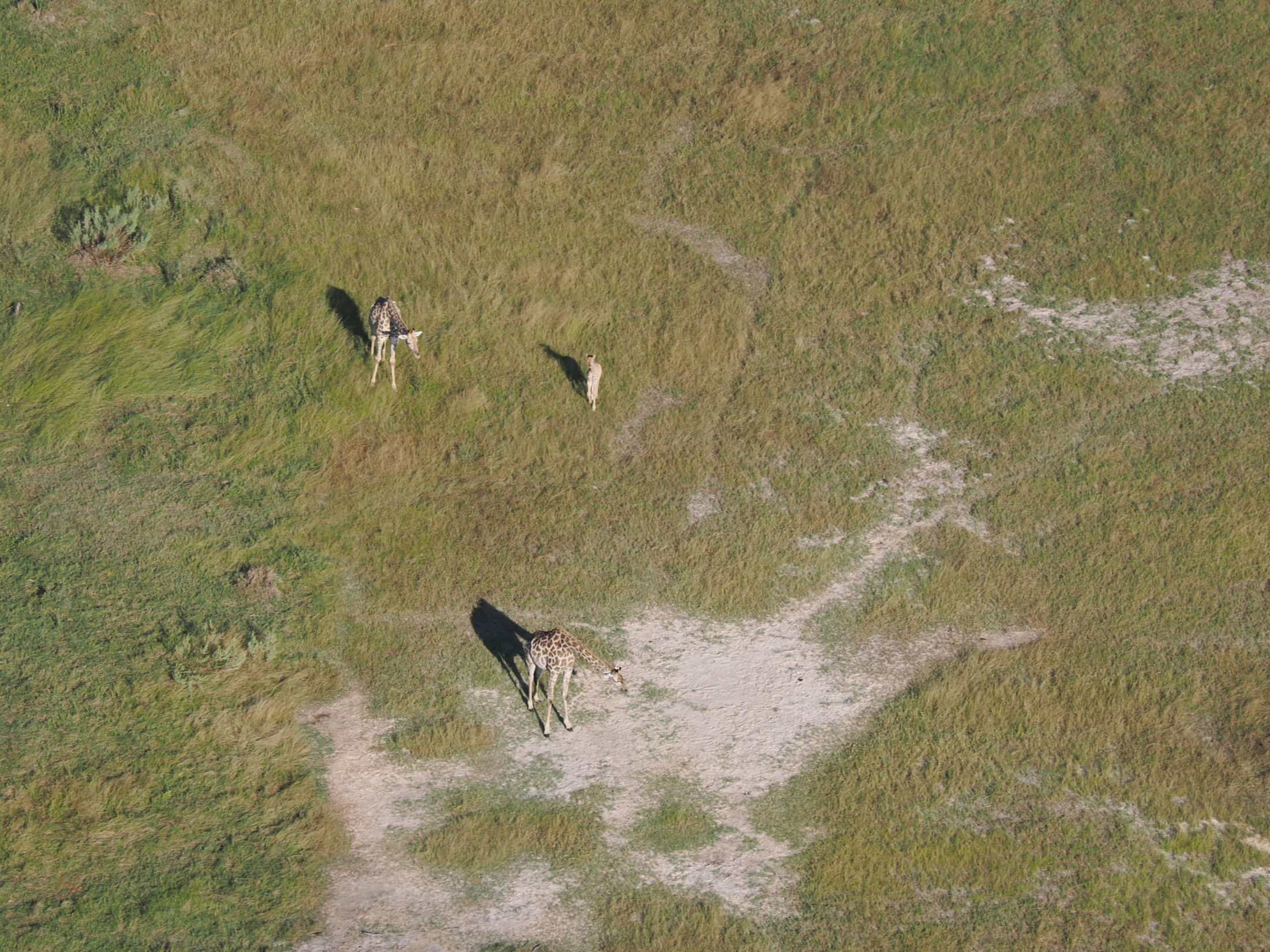 Giraffes in the Okavango Delta, viewed from the air