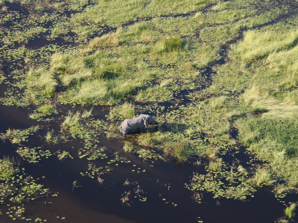 An elephant in the Okavango Delta, photographed from the air