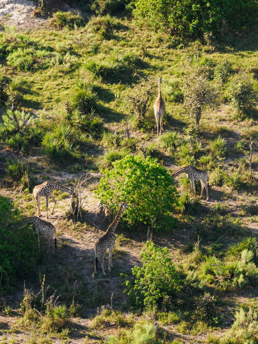 Giraffes in the Okavango Delta, seen from a helicopter