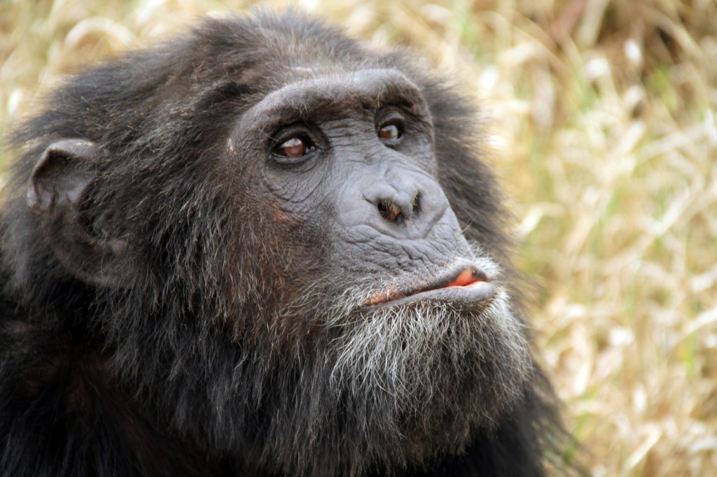 A chimpanzee at the Sweetwaters Chimpanzee Sanctuary, Ol Pejeta