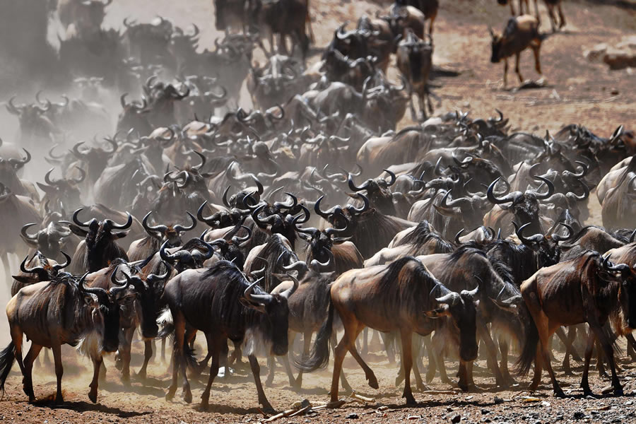 The Great Migration: When and Where to See&nbsp;It