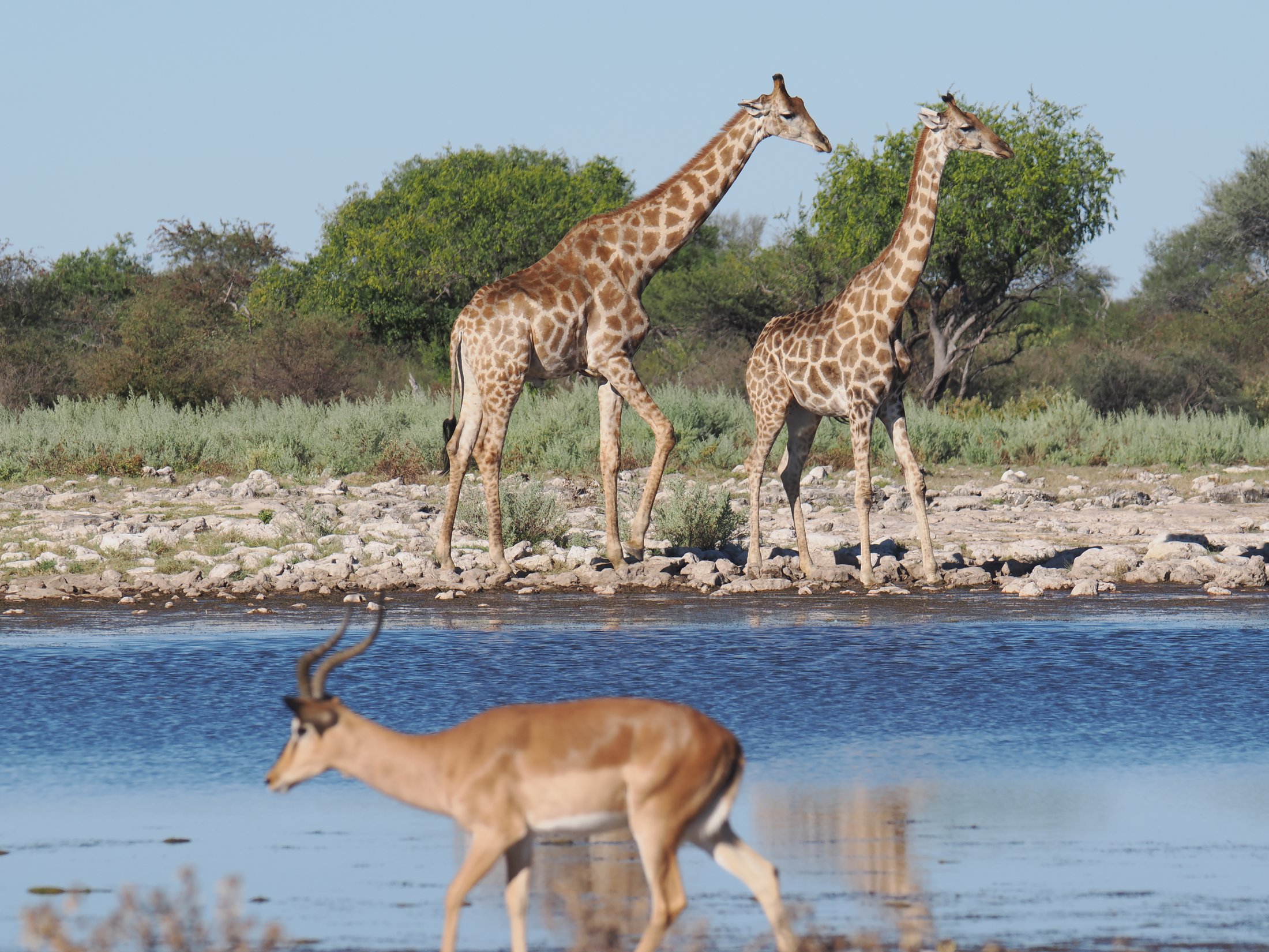 Giraffes: Everything Worth Knowing About Africa’s Tallest Animal