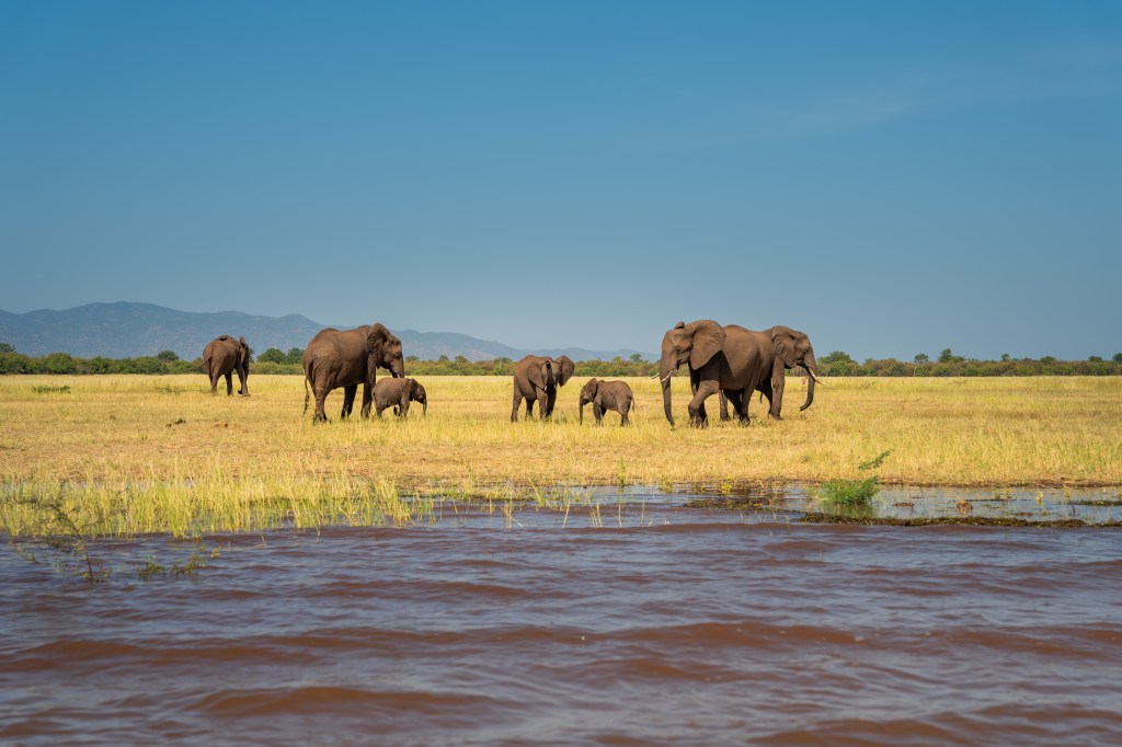 Elephant herd along the Matusadona shoreline of Lake Kariba
