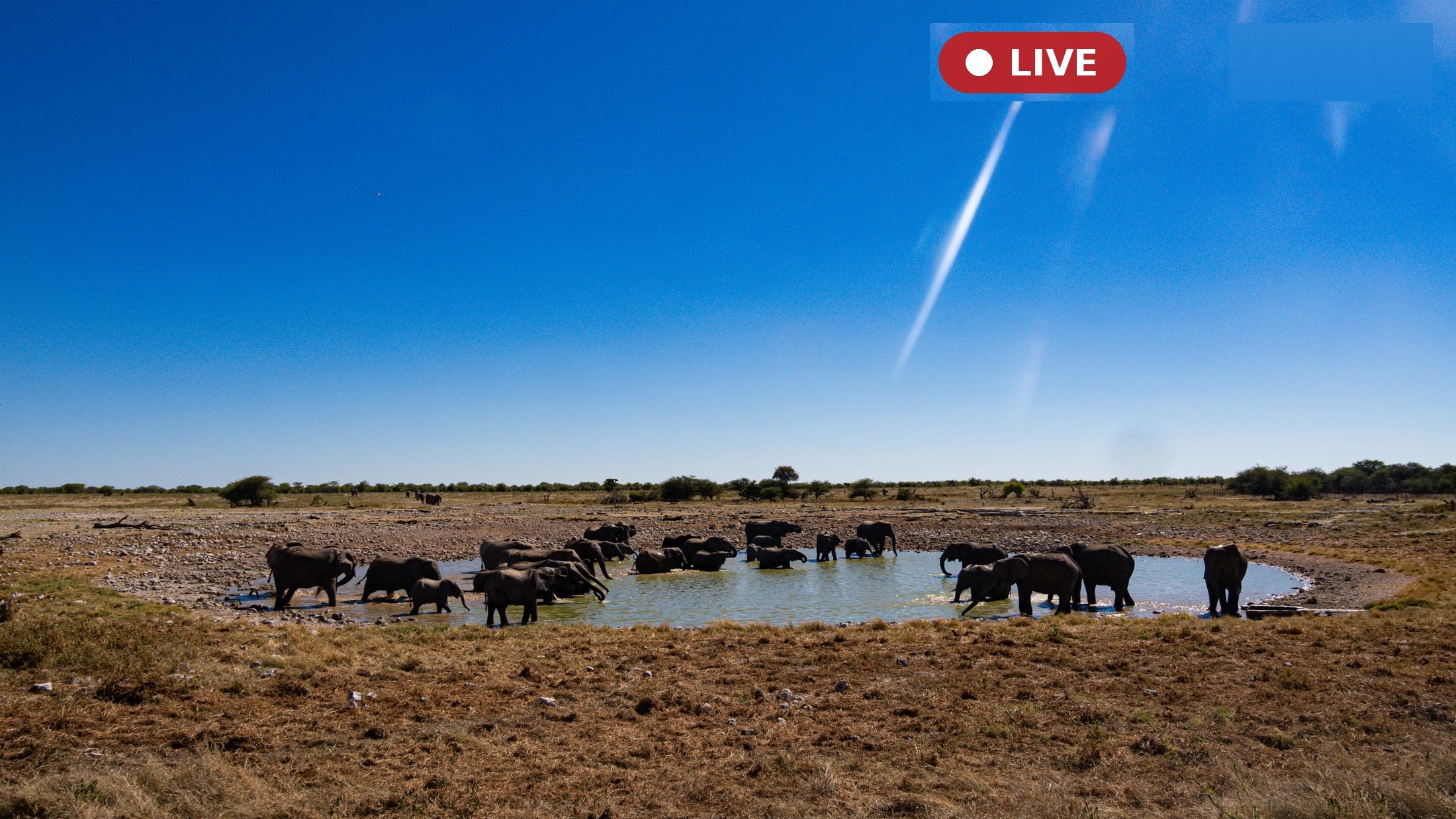 Sofa Safari – The Best Live Safari Webcams