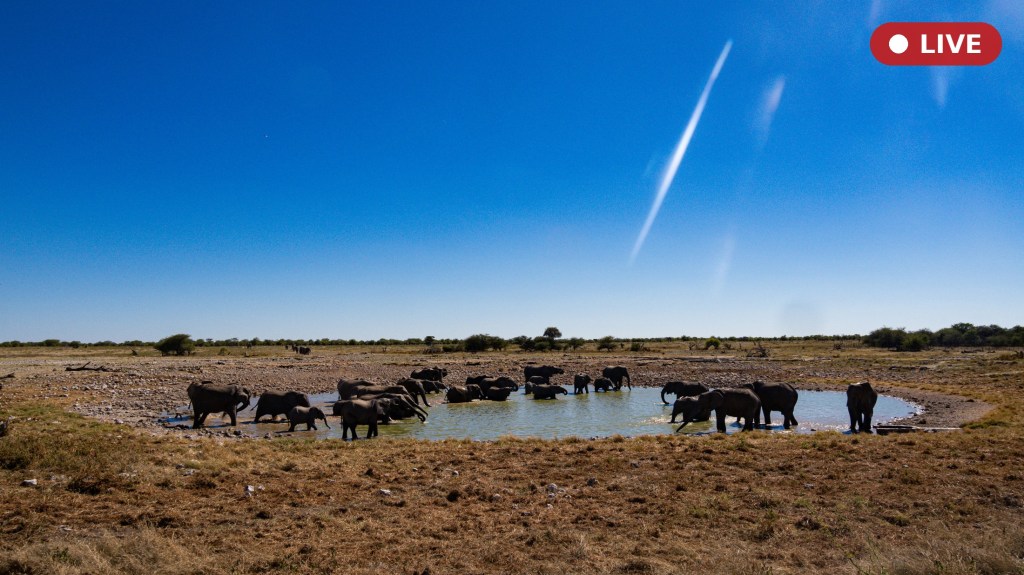 A herd of African elephants drinking at Okaukuejo Waterhole, Etosha National Park, Namibia, with a LIVE badge indicating this is one of the streams featured on this page