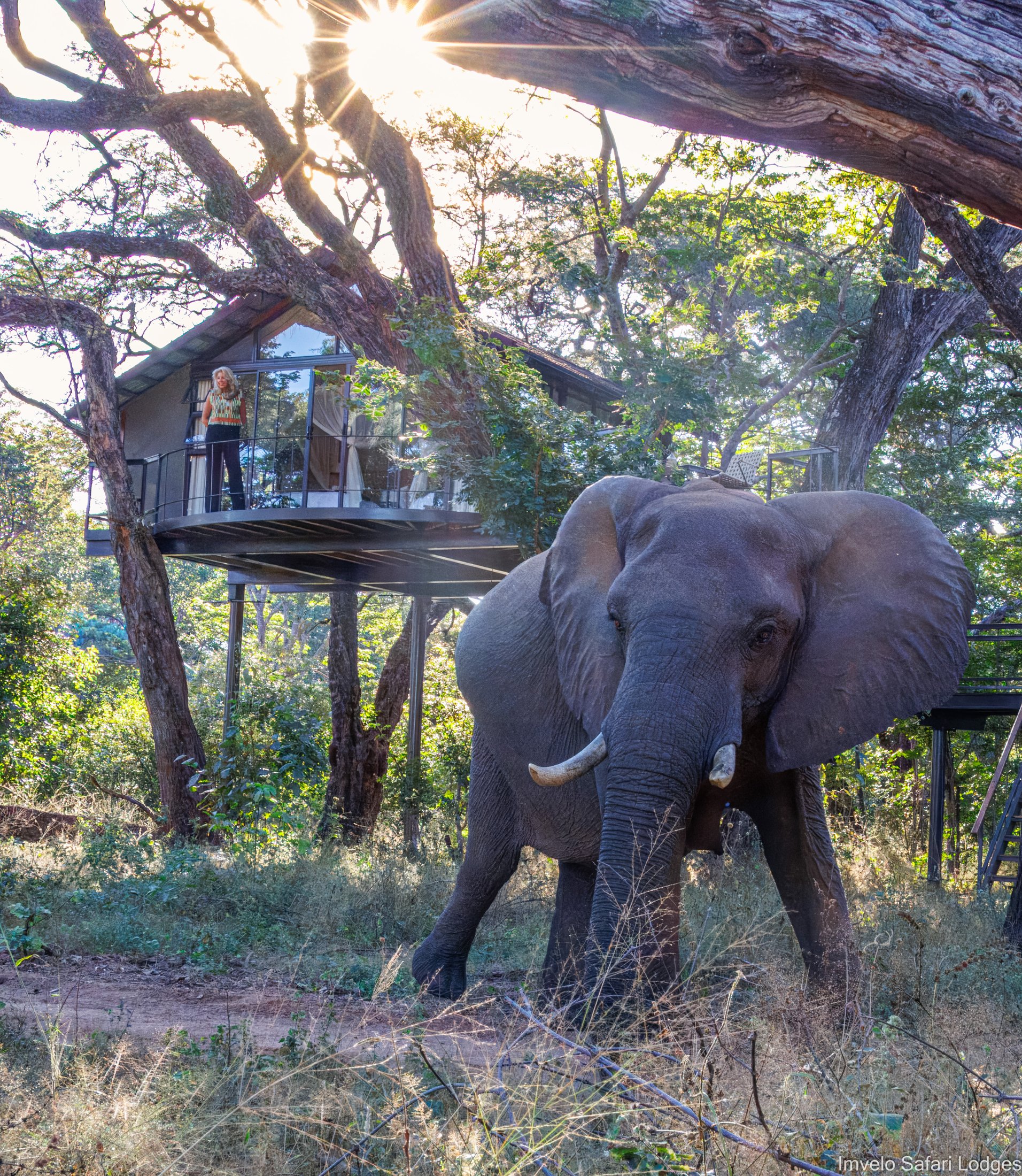 Elephant standing beside the raised timber deck of Tum Tum Treehouse Lodge in Hwange