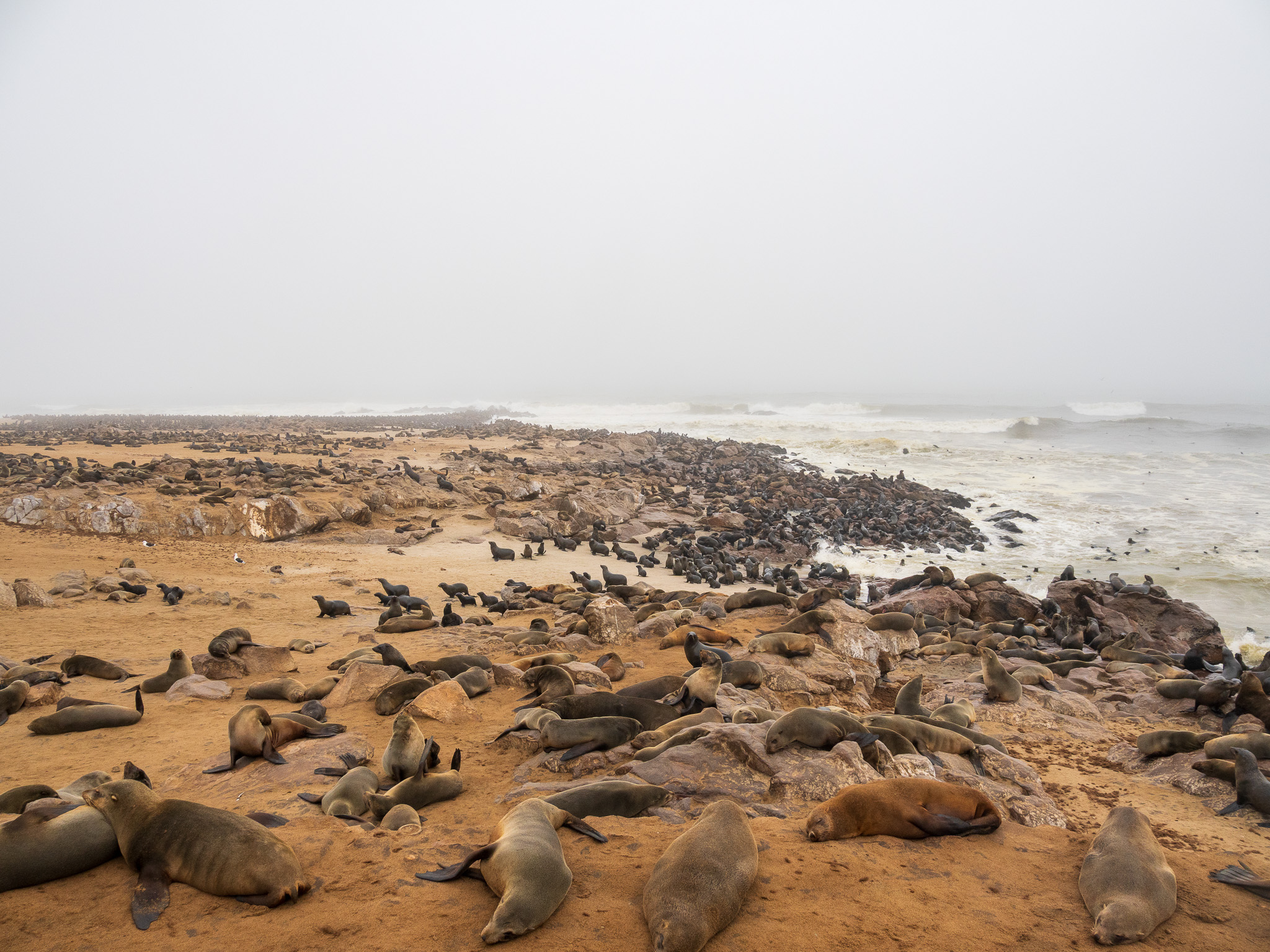 210,000 Seals: What to Expect at Cape Cross