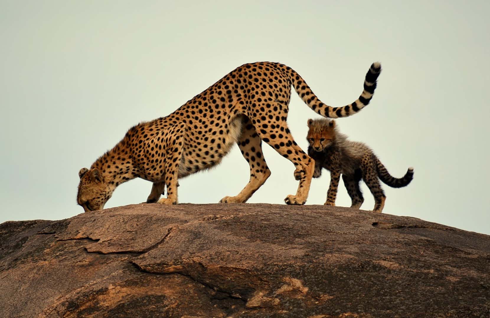 Reserve or Conservancy? Why the Maasai Mara Is Not a Choice Between Two Places